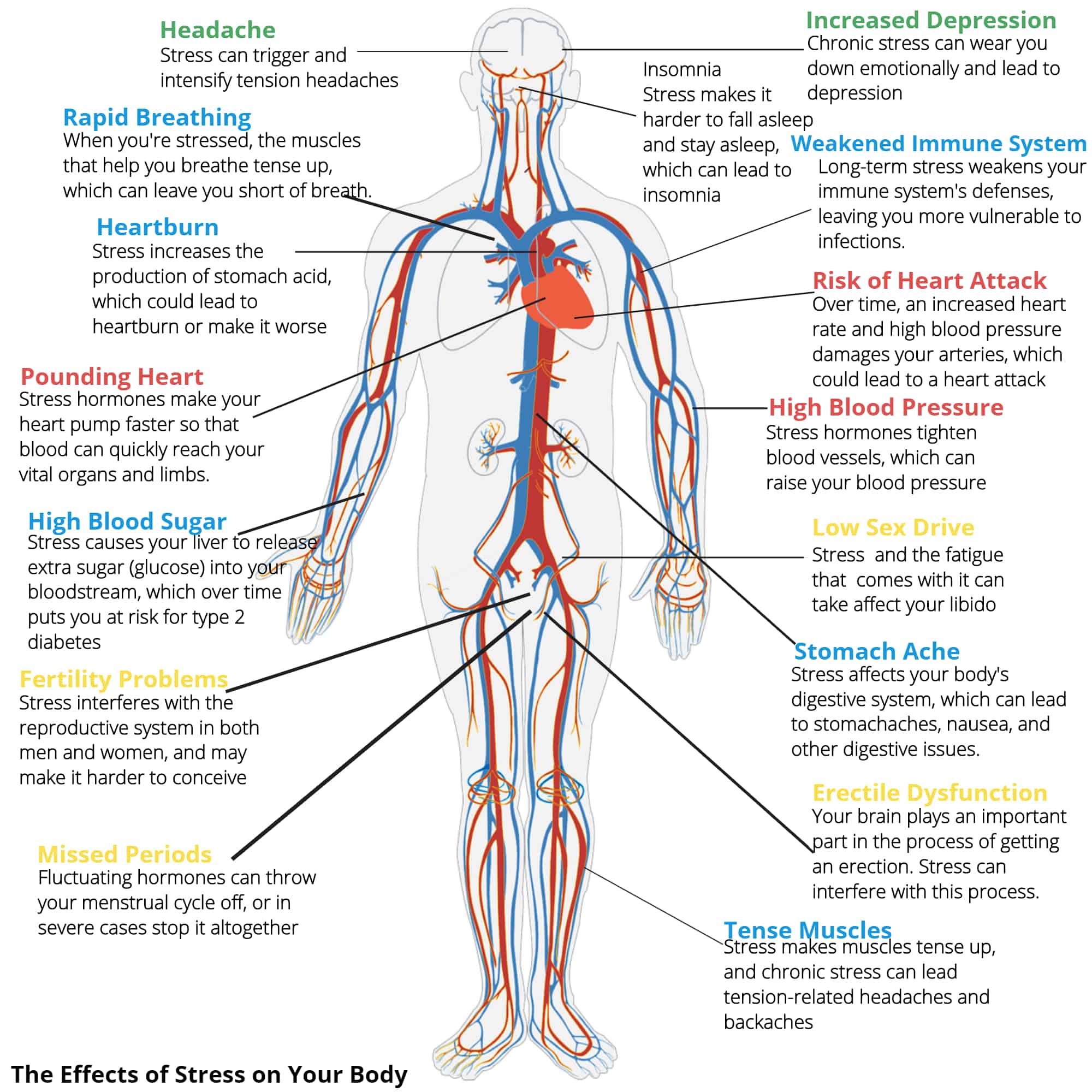 The Effects of Stress to your Body